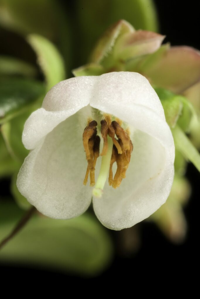 Брусника — общий вид (Vaccinium vitis-idaea)