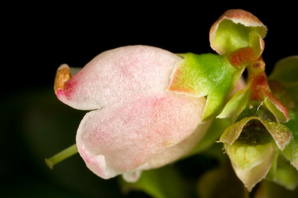 Брусника — общий вид (Vaccinium vitis-idaea)