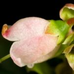 Брусника — общий вид (Vaccinium vitis-idaea)