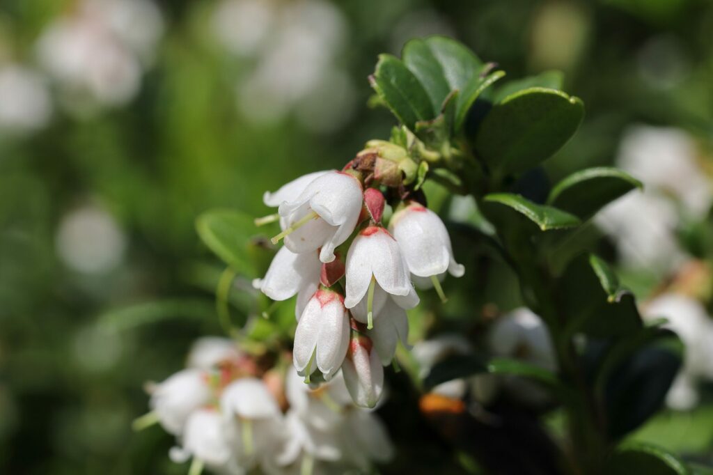 Брусника — общий вид (Vaccinium vitis-idaea)