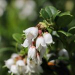 Брусника — общий вид (Vaccinium vitis-idaea)