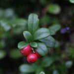 Брусника — общий вид (Vaccinium vitis-idaea)