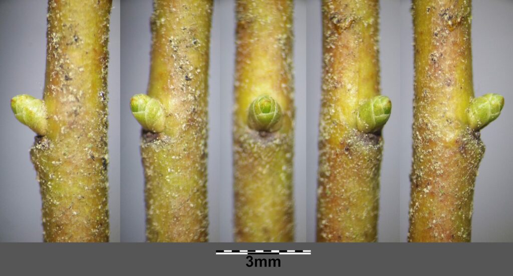 Брусника — общий вид (Vaccinium vitis-idaea)