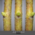 Брусника — общий вид (Vaccinium vitis-idaea)