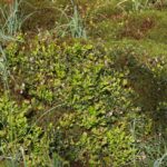 Брусника — общий вид (Vaccinium vitis-idaea)