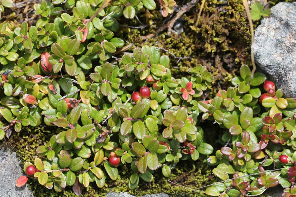 Брусника — общий вид (Vaccinium vitis-idaea)