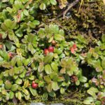 Брусника — общий вид (Vaccinium vitis-idaea)