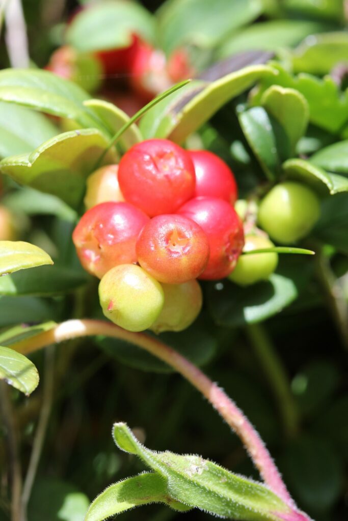 Брусника — плоды (Vaccinium vitis-idaea)