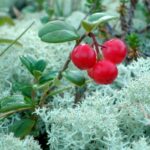 Брусника (Vaccinium vitis-idaea)
