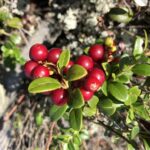 Брусника (Vaccinium vitis-idaea)