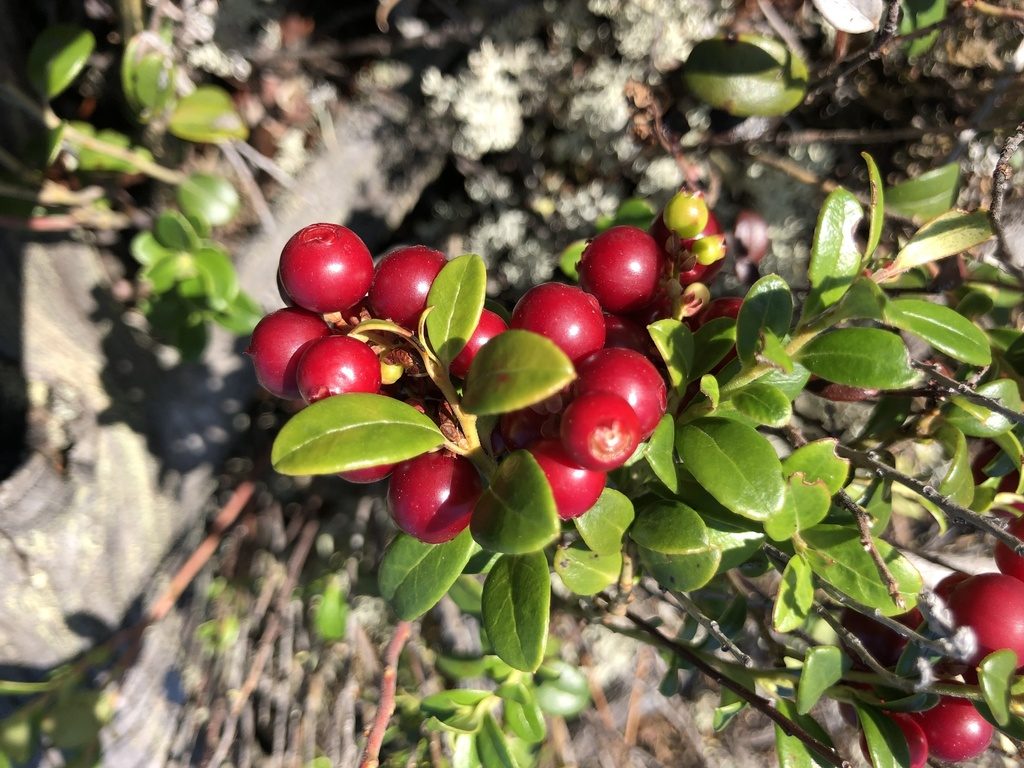 Брусника (Vaccinium vitis-idaea)