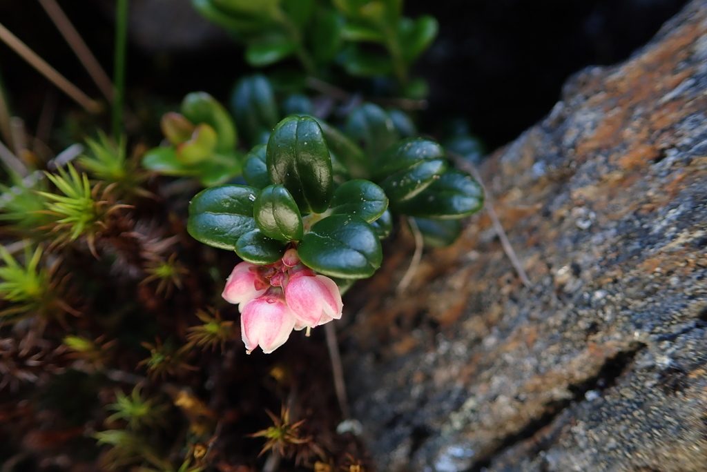 Брусника (Vaccinium vitis-idaea)