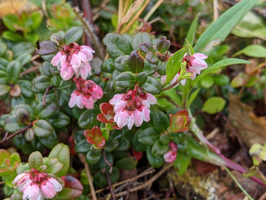 Брусника (Vaccinium vitis-idaea)