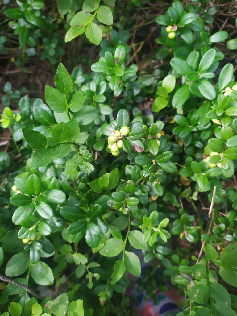 Брусника (Vaccinium vitis-idaea)
