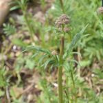 Валериана лекарственная — общий вид (Valeriana officinalis)