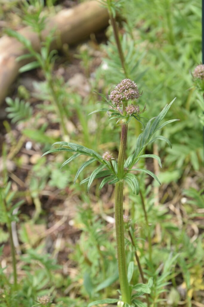 Валериана лекарственная — общий вид (Valeriana officinalis)
