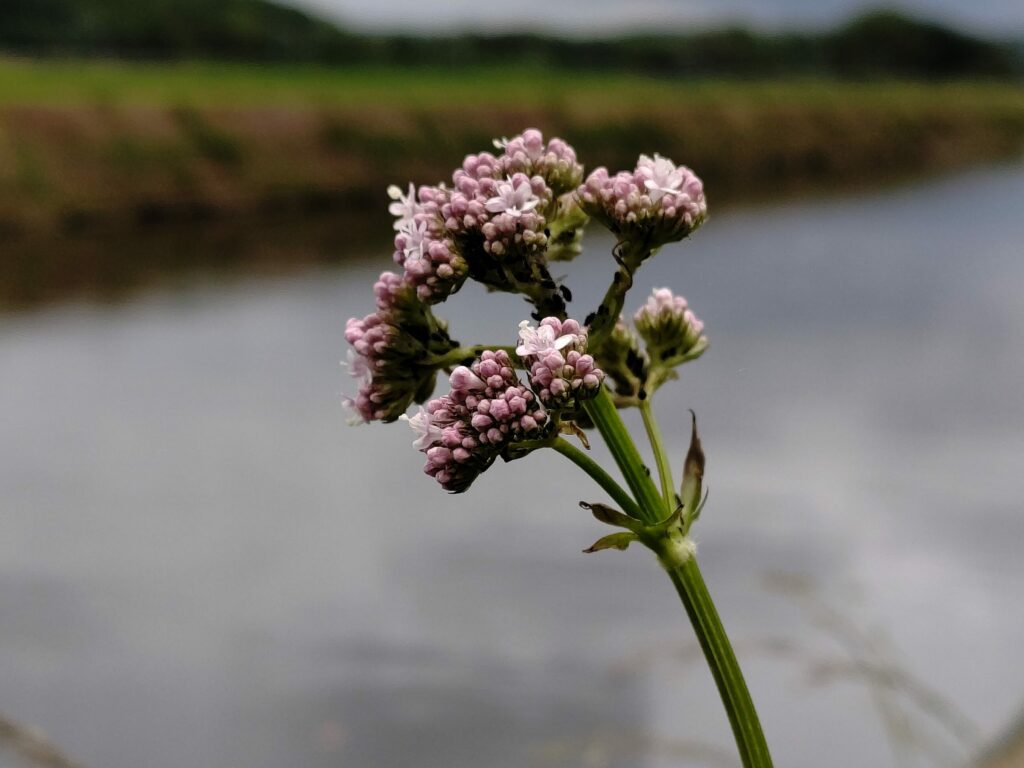 Валериана лекарственная — цветки (Valeriana officinalis)