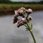 Валериана лекарственная — цветки (Valeriana officinalis)
