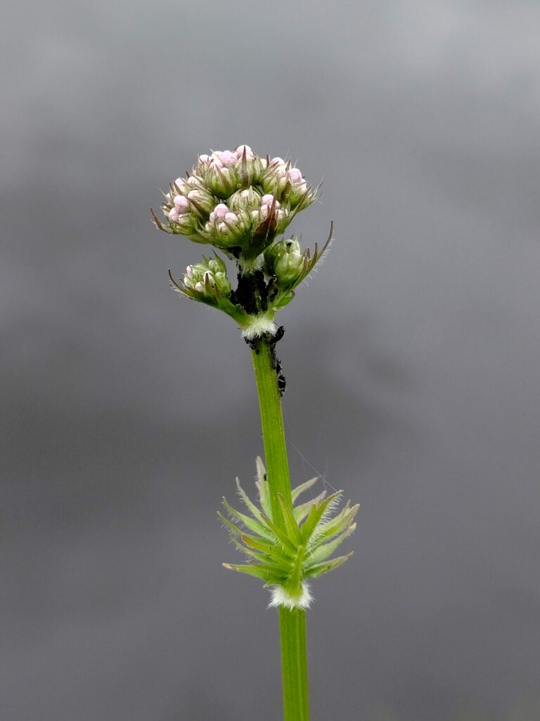 Валериана лекарственная — цветки (Valeriana officinalis)