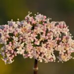 Валериана лекарственная — цветки (Valeriana officinalis)