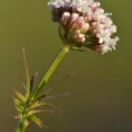 Валериана лекарственная — общий вид (Valeriana officinalis)
