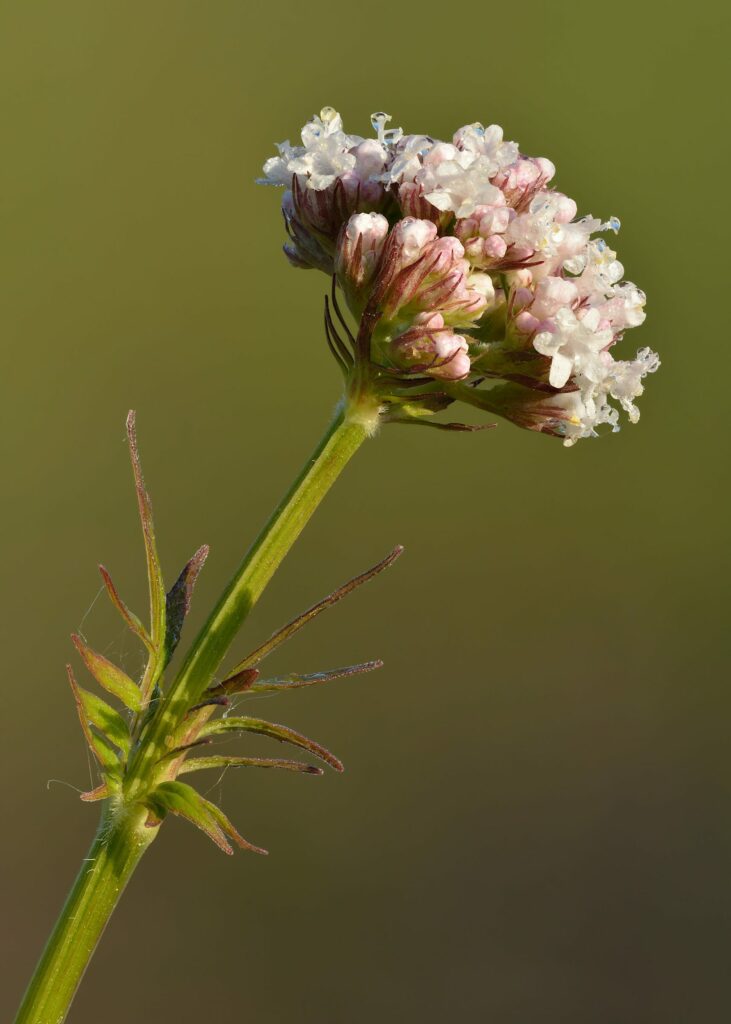 Валериана лекарственная — общий вид (Valeriana officinalis)