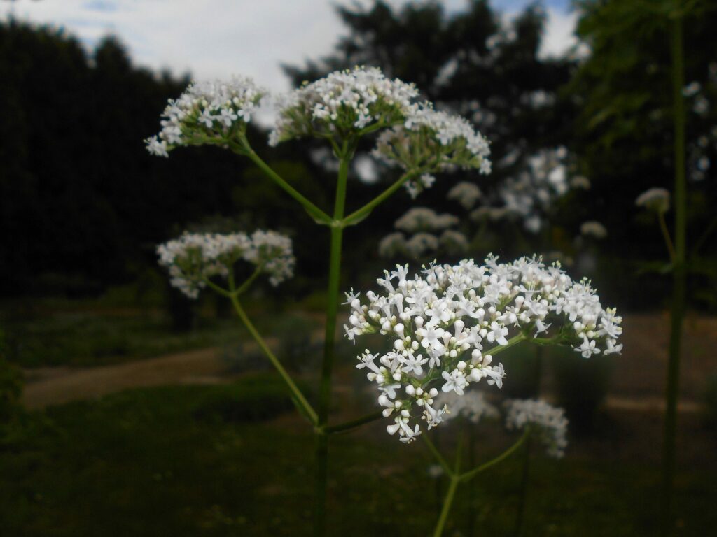 Валериана лекарственная — общий вид (Valeriana officinalis)