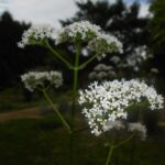 Валериана лекарственная — общий вид (Valeriana officinalis)