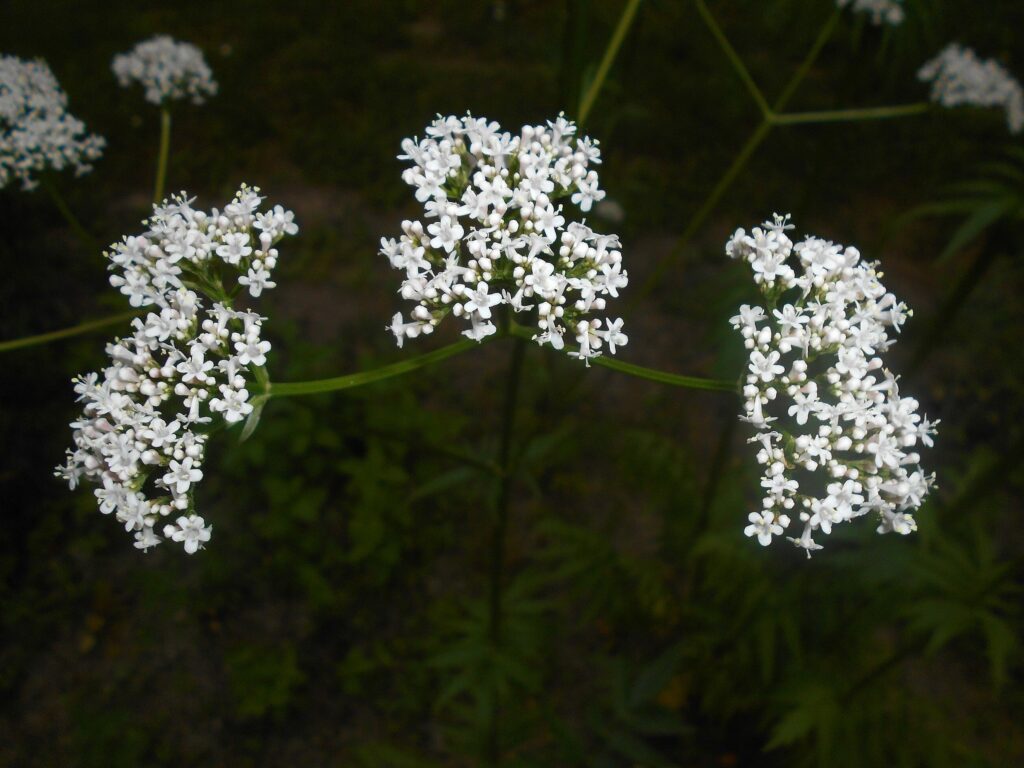 Валериана лекарственная — общий вид (Valeriana officinalis)