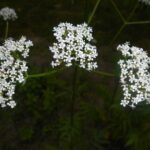 Валериана лекарственная — общий вид (Valeriana officinalis)