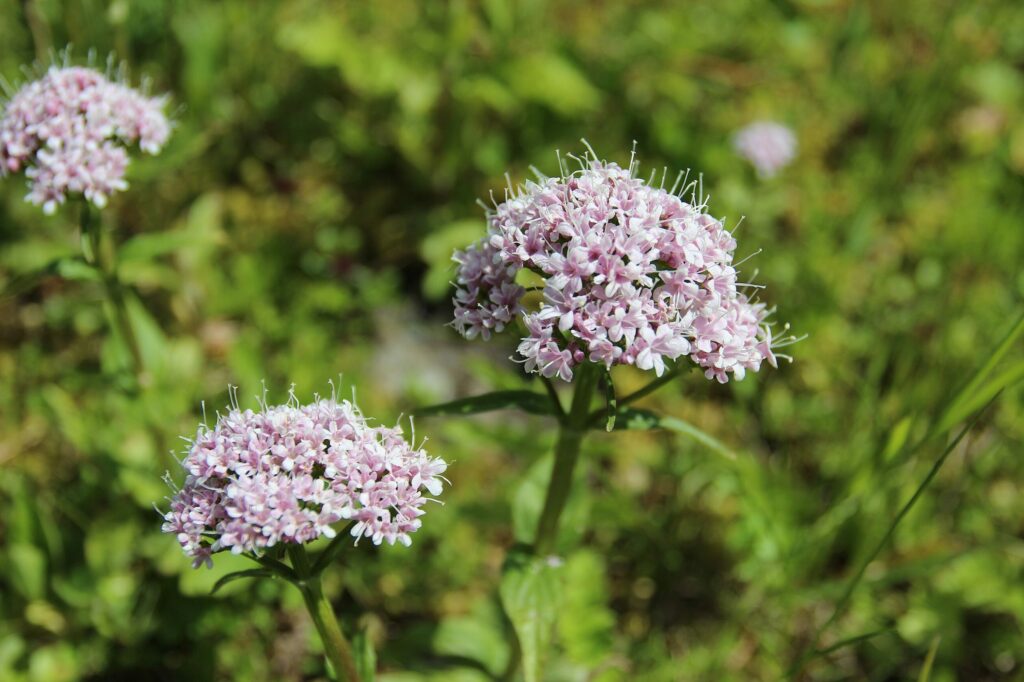 Валериана лекарственная — общий вид (Valeriana officinalis)