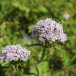 Валериана лекарственная — общий вид (Valeriana officinalis)