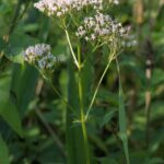 Валериана лекарственная — общий вид (Valeriana officinalis)