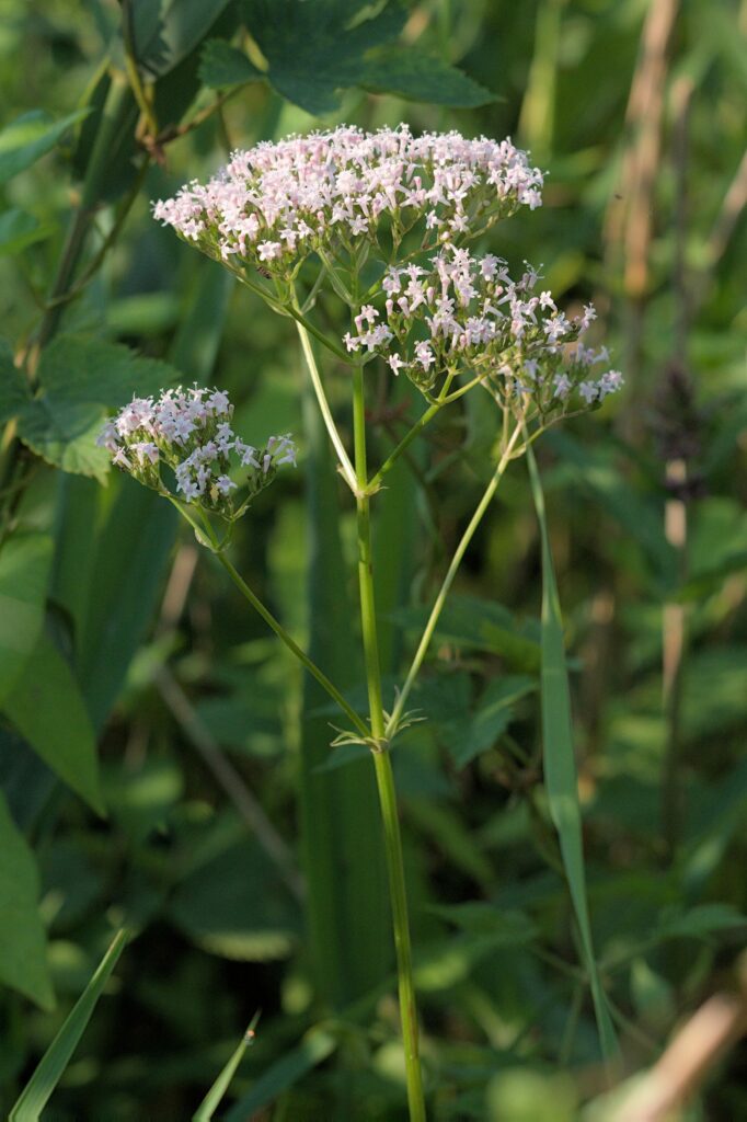 Валериана лекарственная — общий вид (Valeriana officinalis)