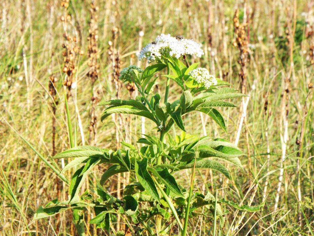 Валериана лекарственная — общий вид (Valeriana officinalis)