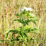 Валериана лекарственная — общий вид (Valeriana officinalis)