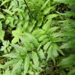 Валериана лекарственная — общий вид (Valeriana officinalis)