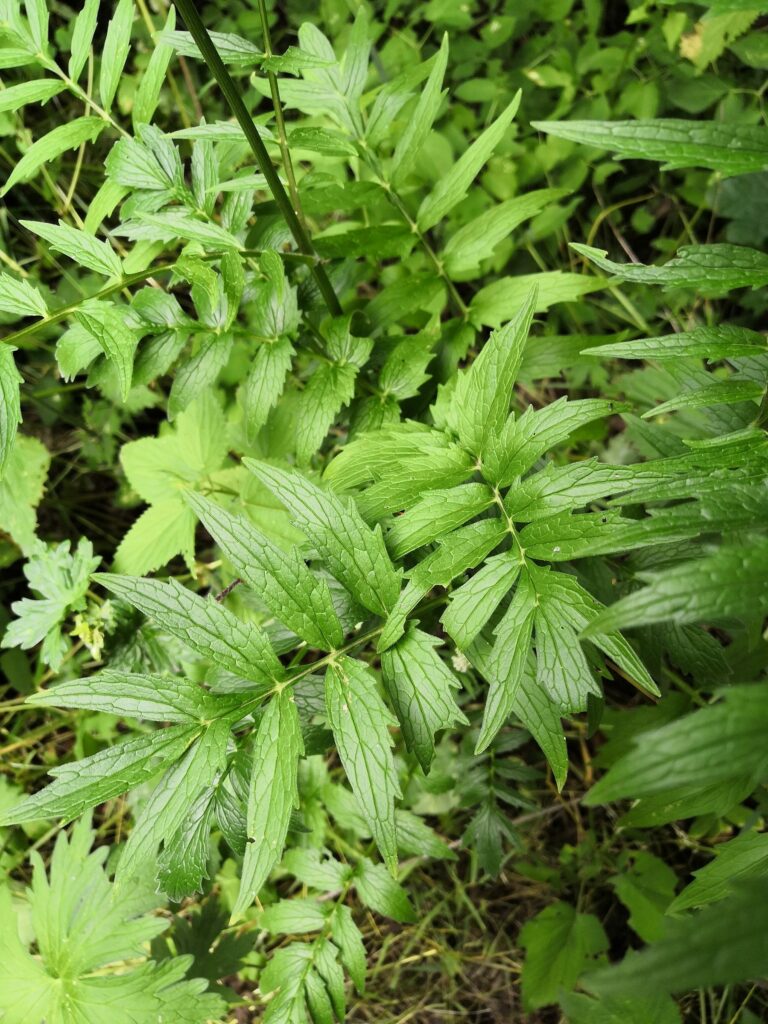 Валериана лекарственная — общий вид (Valeriana officinalis)