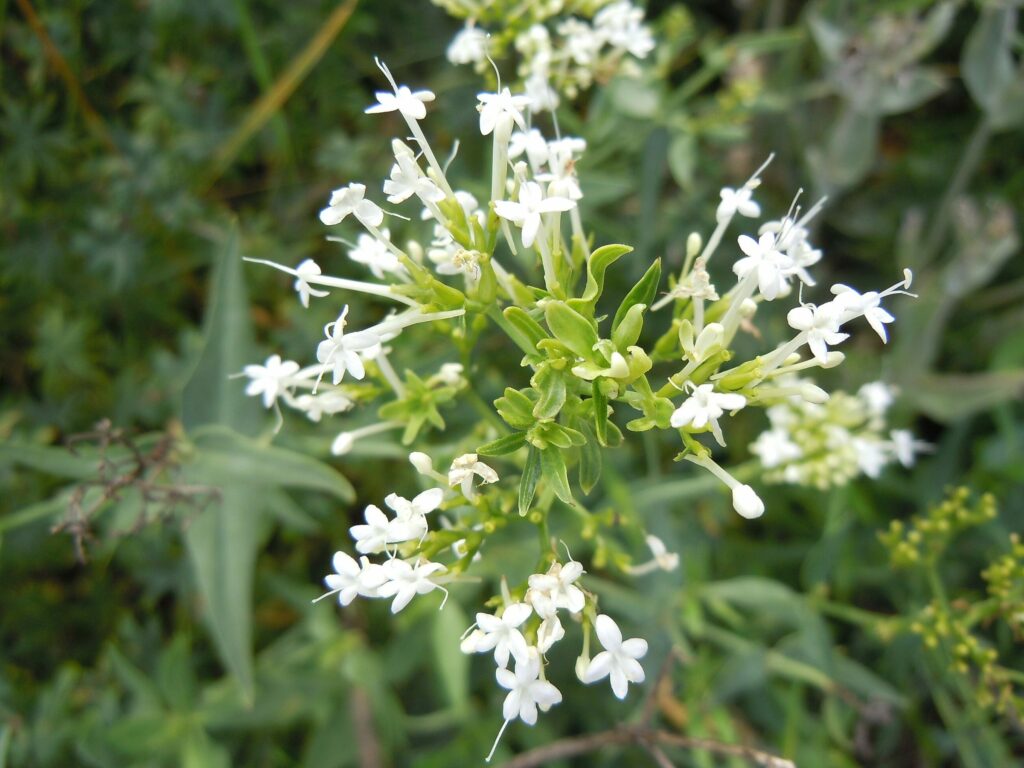 Валериана лекарственная — общий вид (Valeriana officinalis)