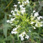 Валериана лекарственная — общий вид (Valeriana officinalis)