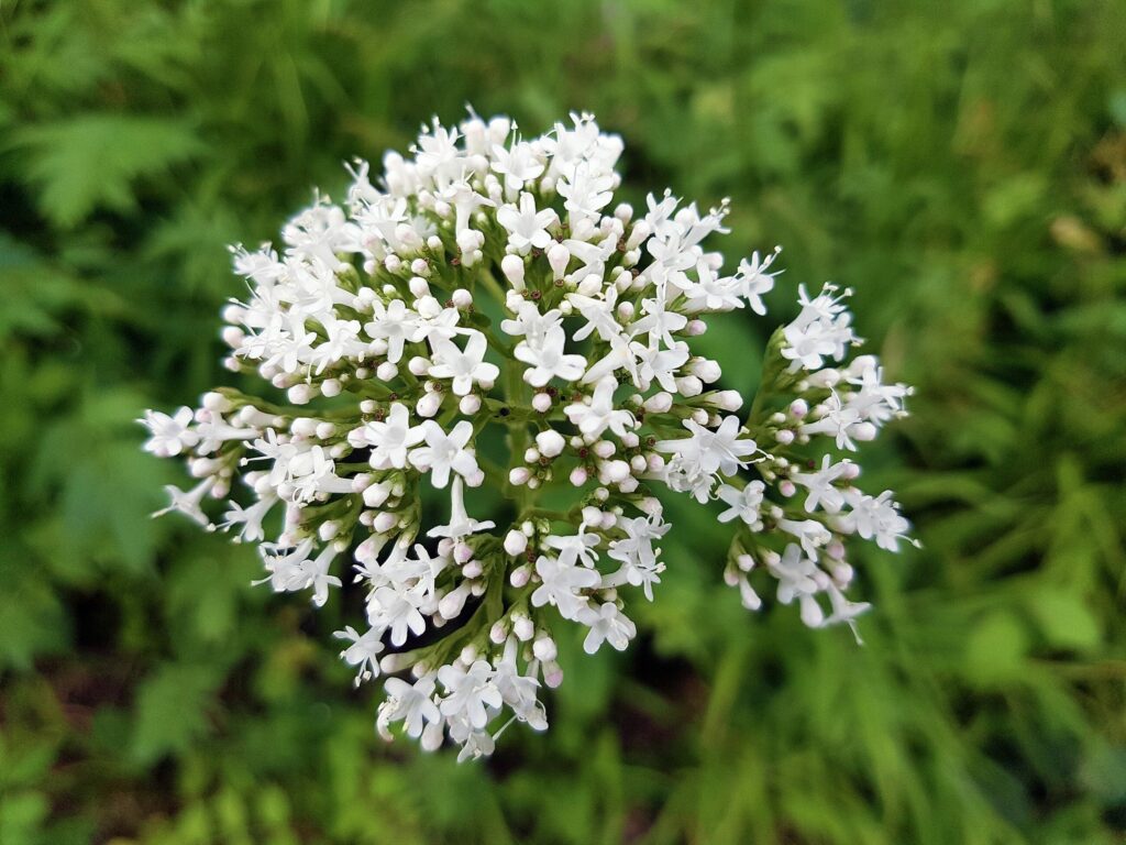 Валериана лекарственная — общий вид (Valeriana officinalis)