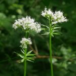 Валериана лекарственная (Valeriana officinalis)