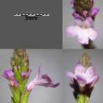 Вербена лекарственная — цветки (Verbena officinalis)