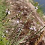 Вербена лекарственная — общий вид (Verbena officinalis)