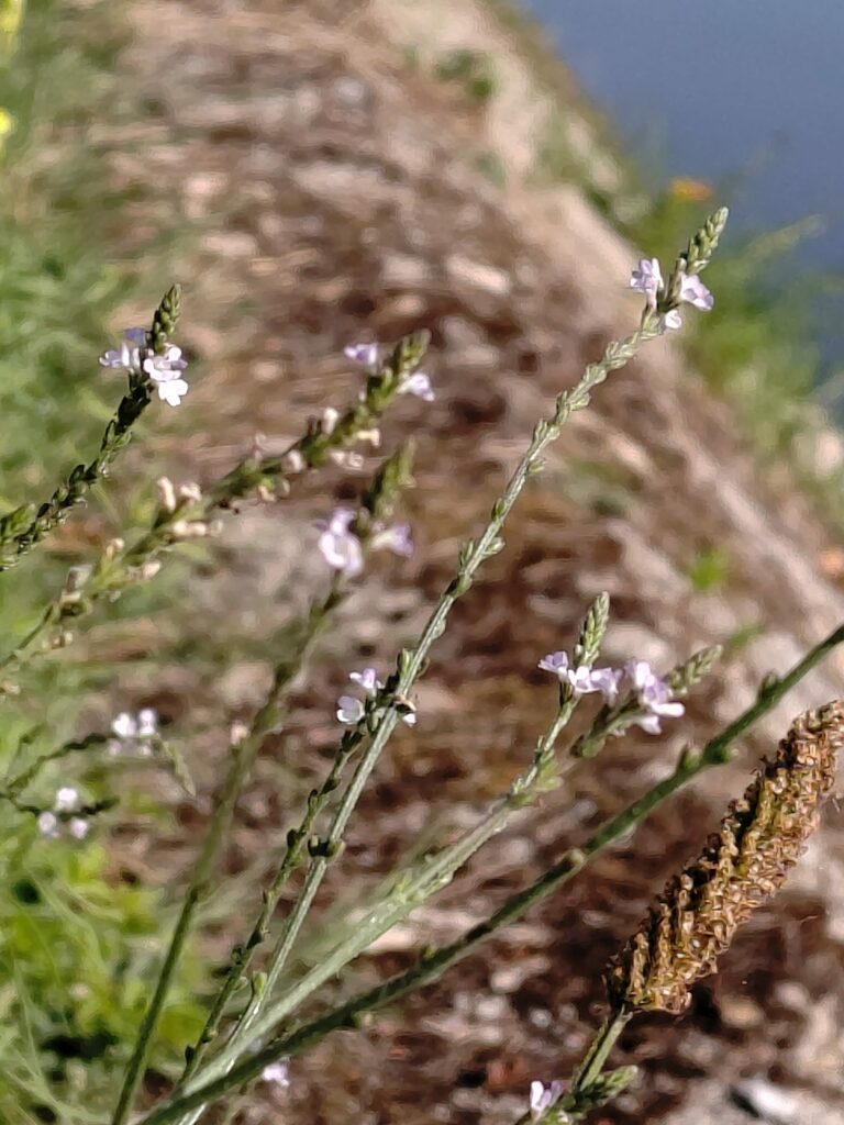 Вербена лекарственная — общий вид (Verbena officinalis)