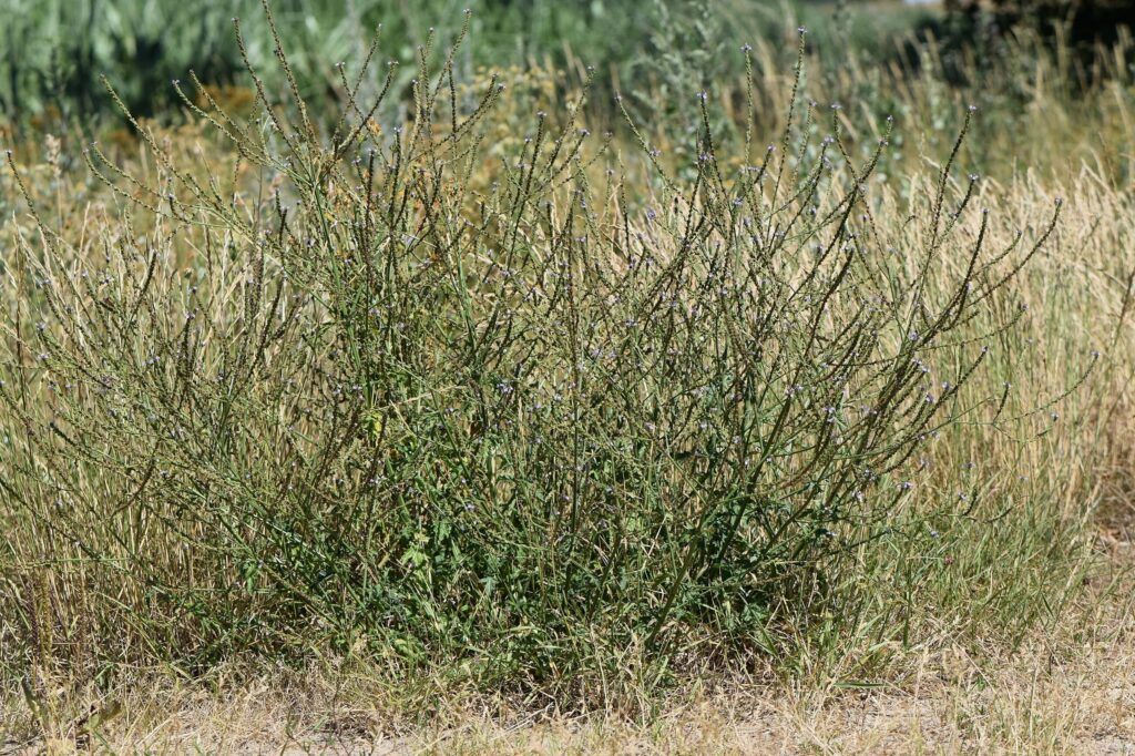 Вербена лекарственная — общий вид (Verbena officinalis)