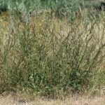 Вербена лекарственная — общий вид (Verbena officinalis)