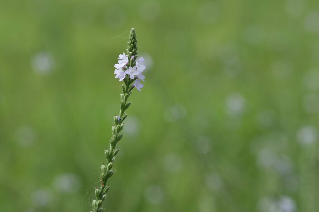 Вербена лекарственная — общий вид (Verbena officinalis)