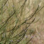 Вербена лекарственная — общий вид (Verbena officinalis)