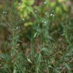 Вербена лекарственная — общий вид (Verbena officinalis)